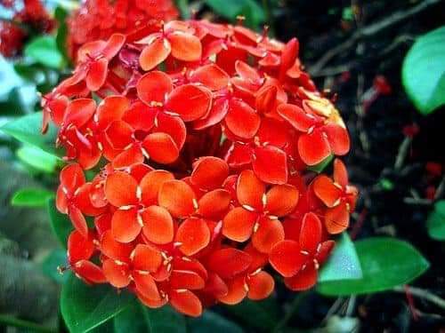 أزهار Ixora : 19331.fb_img_1547282594220