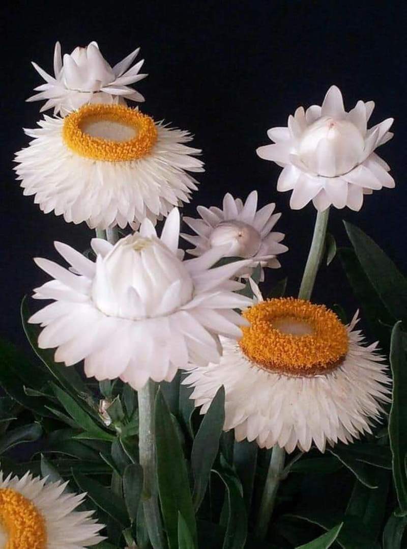 زهرة القش الخالدة Helichrysum)  19331.fb_img_1547907198662
