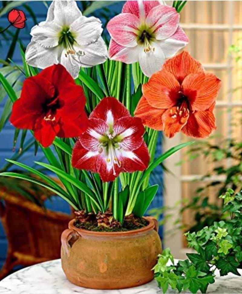 زهرة الاماريليس Amaryllis 19331.fb_img_1550052560023