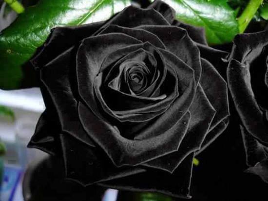 بستان ورد المصــــــــراوية - صفحة 30 86101.halfeti-black-rose