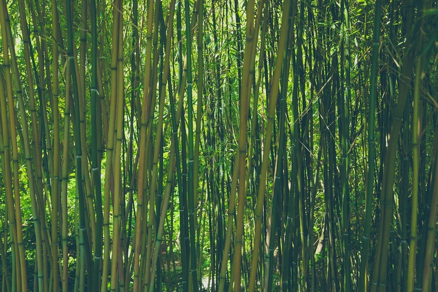بامبو-ساق البامبو-شجرة البامبو - bamboo - منتديات درر العراق
