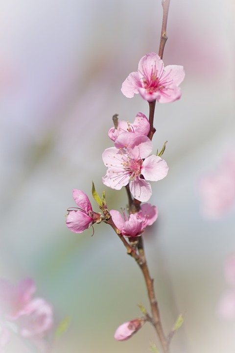 بستان ورد المصــــــــراوية - صفحة 88 43394.flower-1147986_960_720