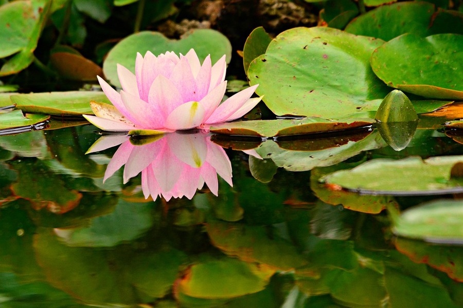 بستان ورد المصــــــــراوية - صفحة 88 43394.water-lily-4314828_960_720