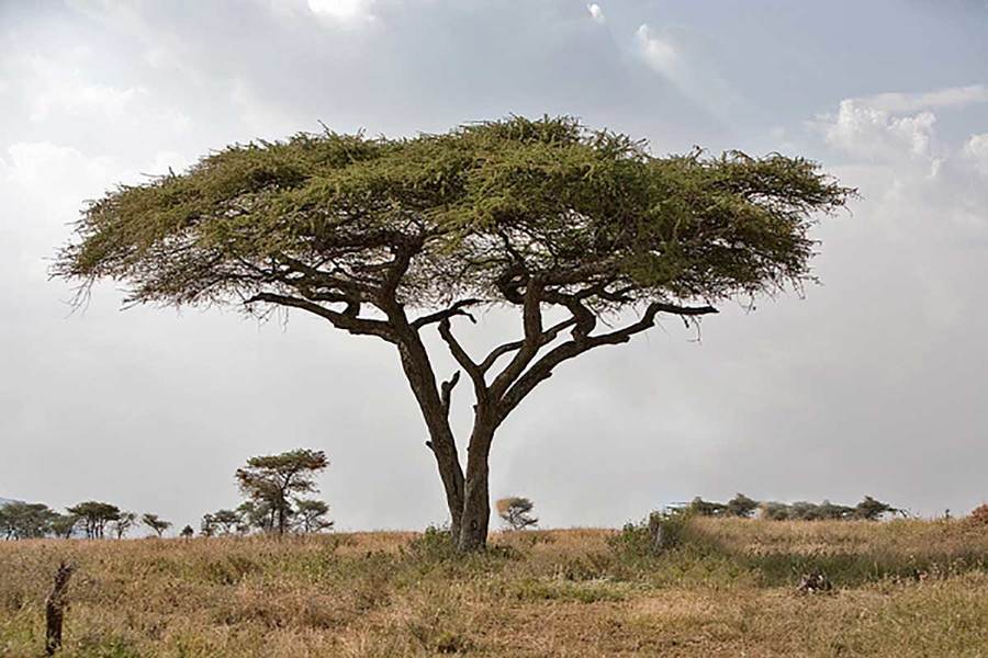 شجرة السمر في الامارات