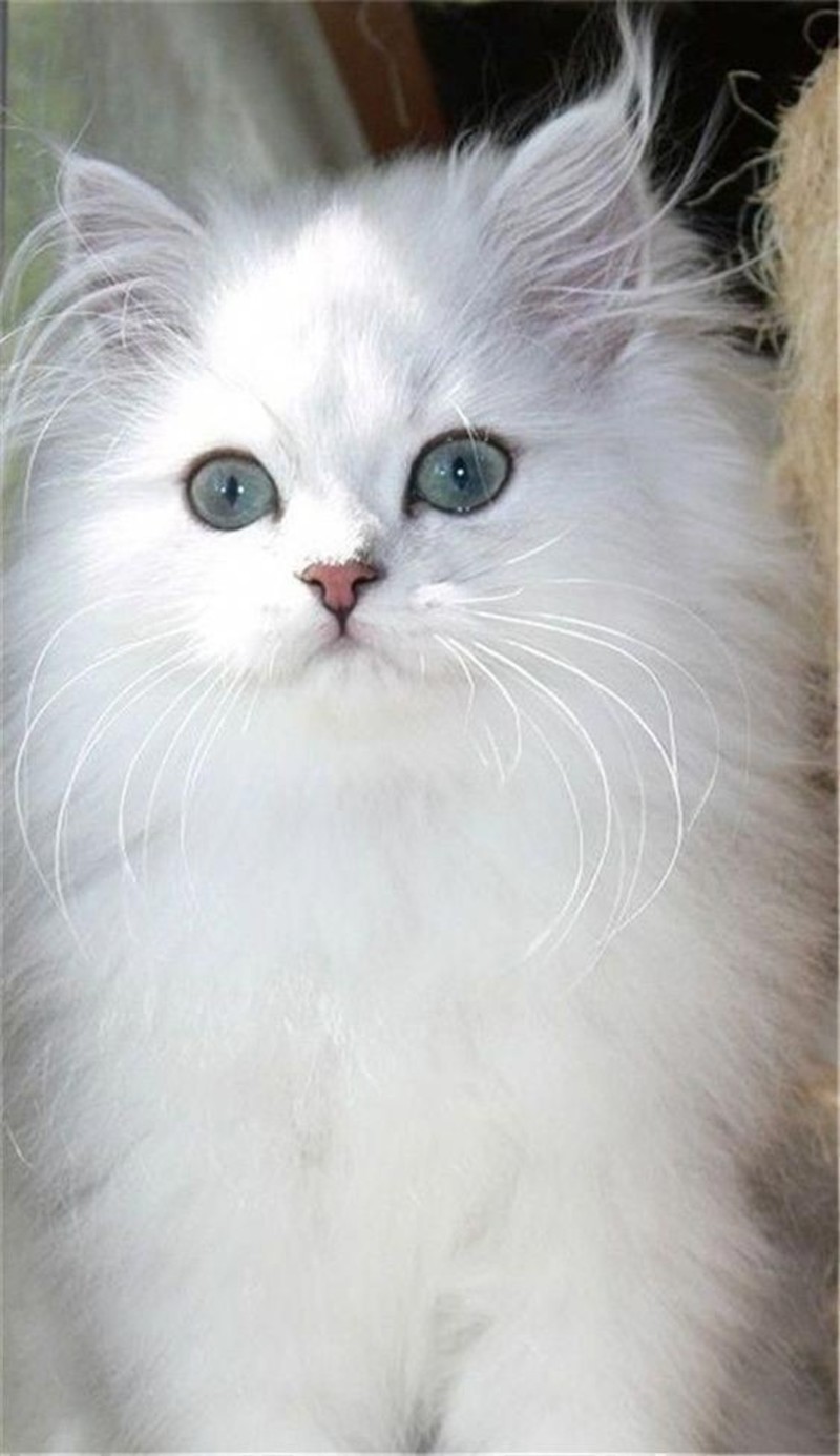 Рэгдолл котенок белый