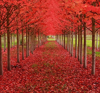 بستان ورد المصــــــــراوية - صفحة 10 77440.90001-a-tunnel-formed-from-maple-trees_-oregon_-us